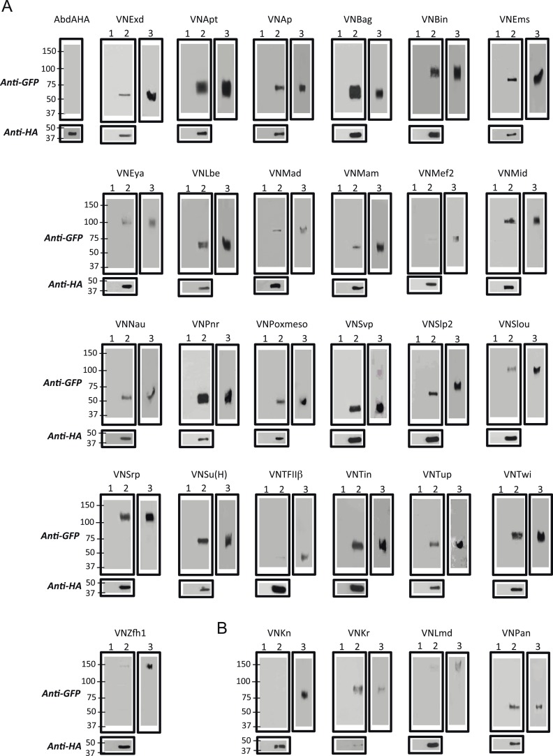 Figure 2—figure supplement 1.