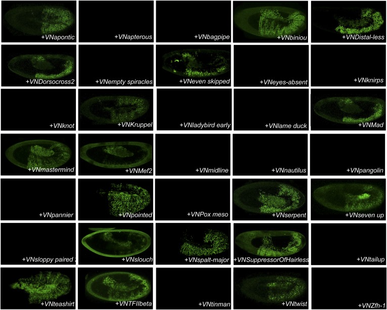 Figure 4—figure supplement 2.