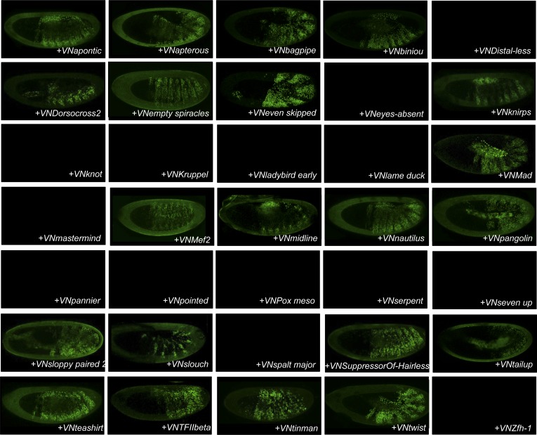 Figure 4—figure supplement 3.