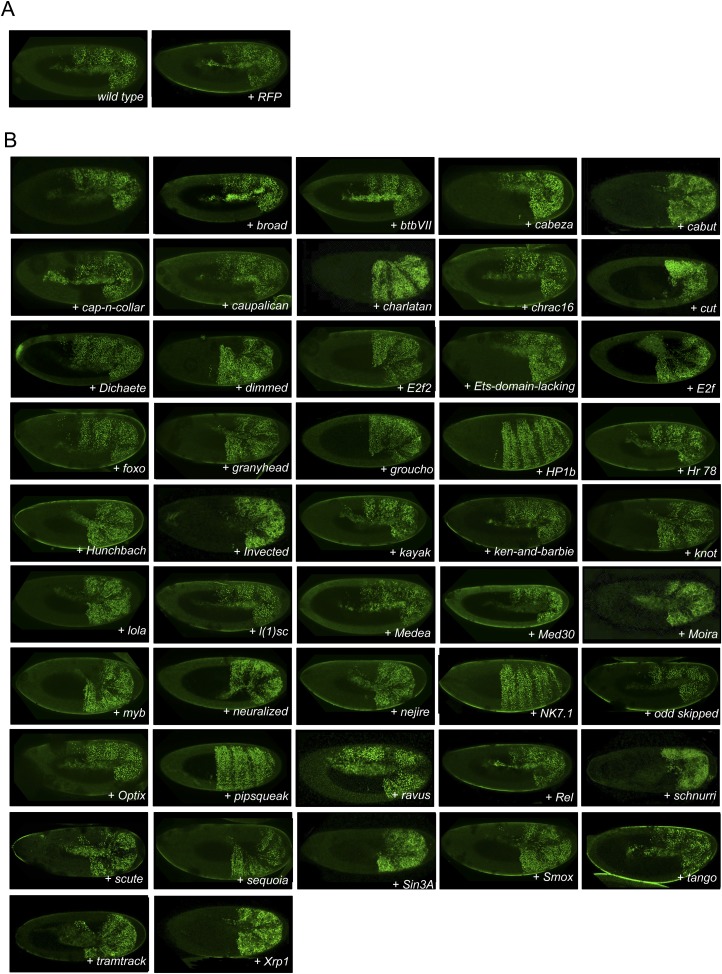 Figure 1—figure supplement 2.