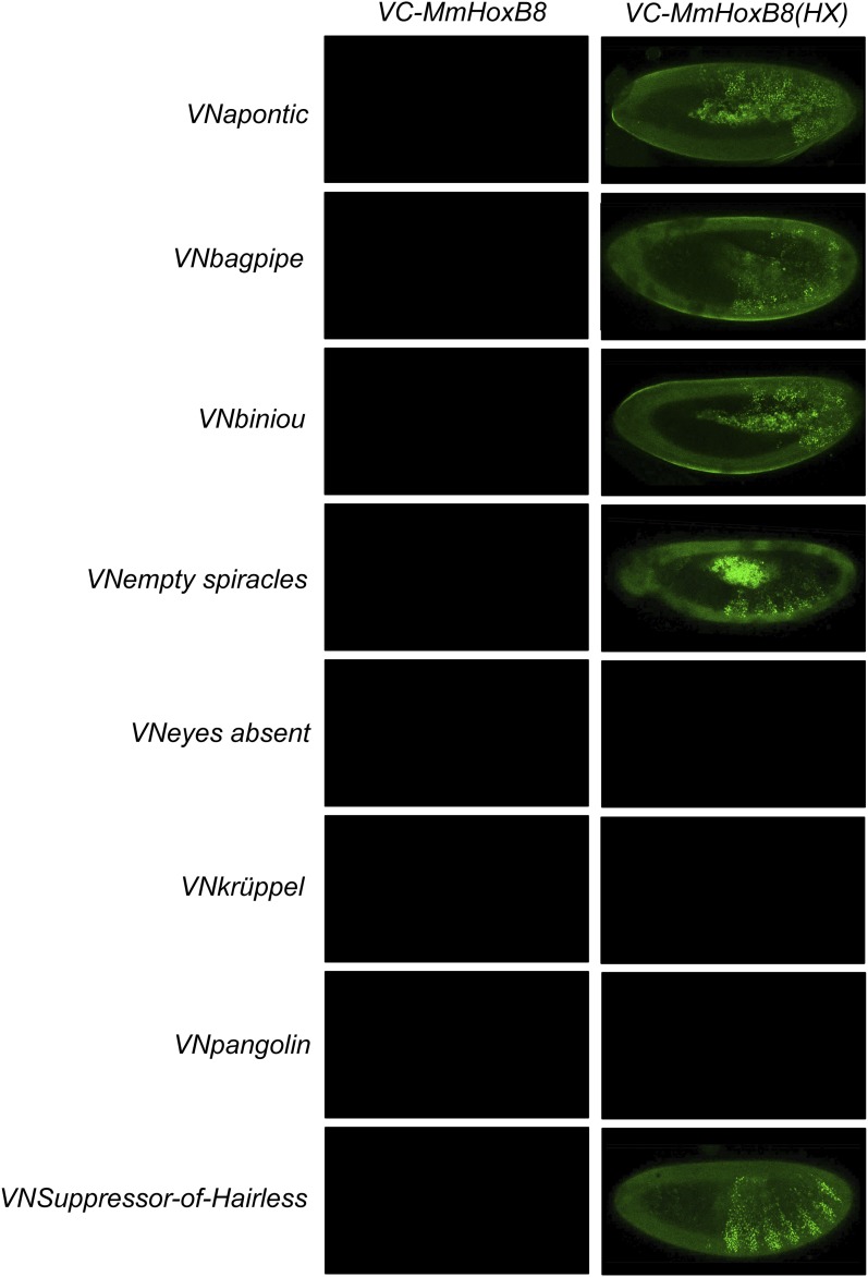 Figure 8—figure supplement 3.