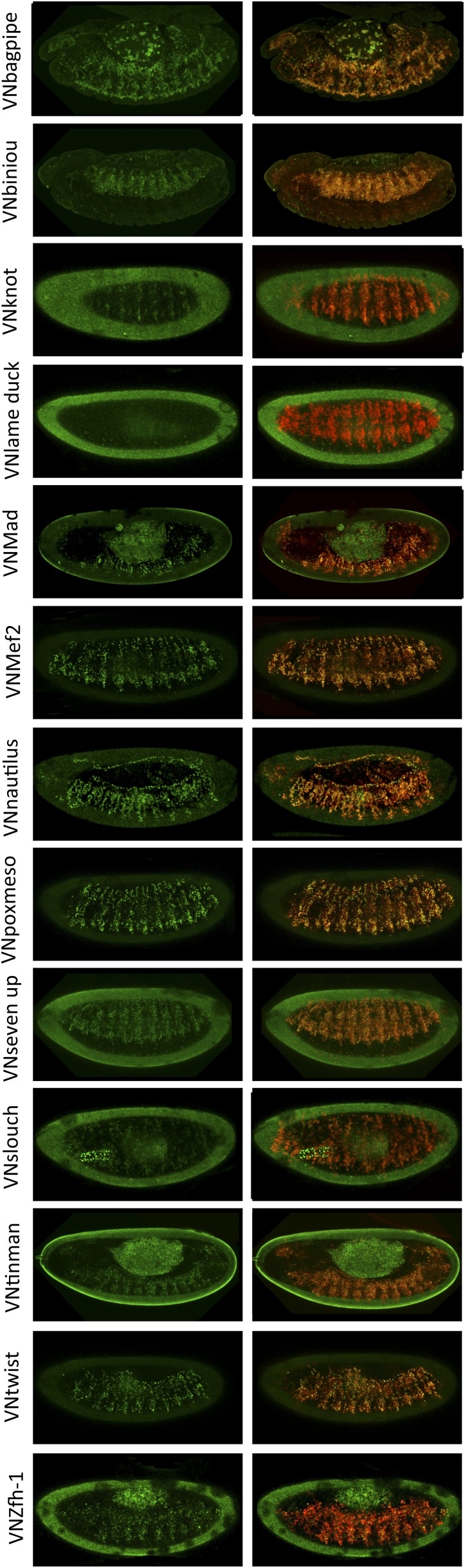 Figure 2—figure supplement 2.