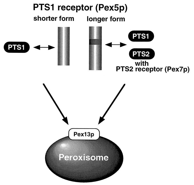 FIG. 13