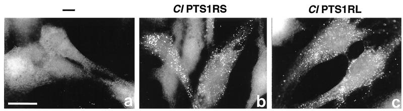 FIG. 7