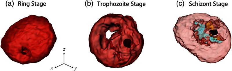 Fig. 6