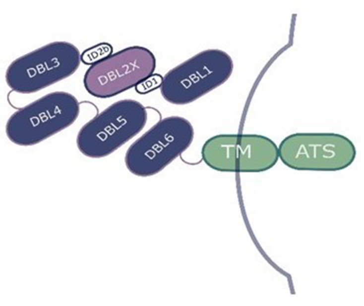 Figure 1—figure supplement 1.