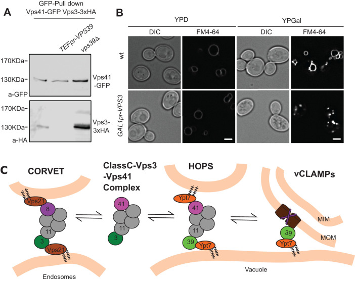 FIGURE 4: