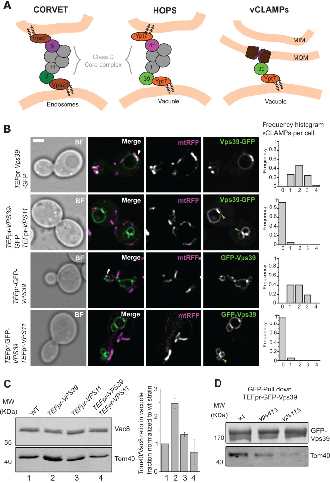 FIGURE 2: