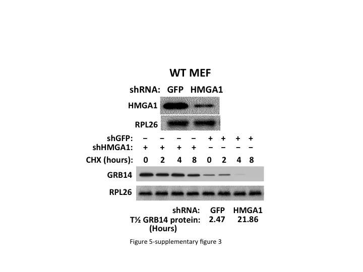 Figure 5—figure supplement 3.