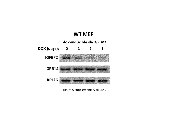 Figure 5—figure supplement 2.