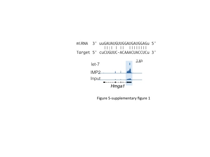 Figure 5—figure supplement 1.