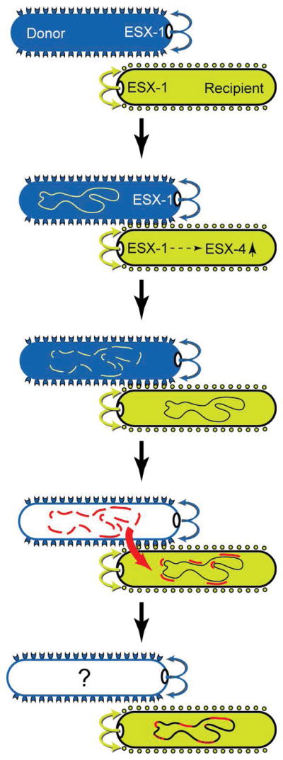 Fig. 6