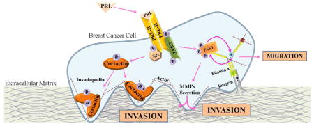 graphic file with name nihms699285u1.jpg