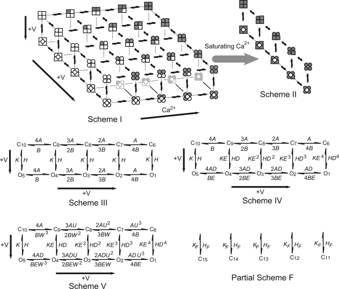 graphic file with name JGP_200910331_Schemes.jpg