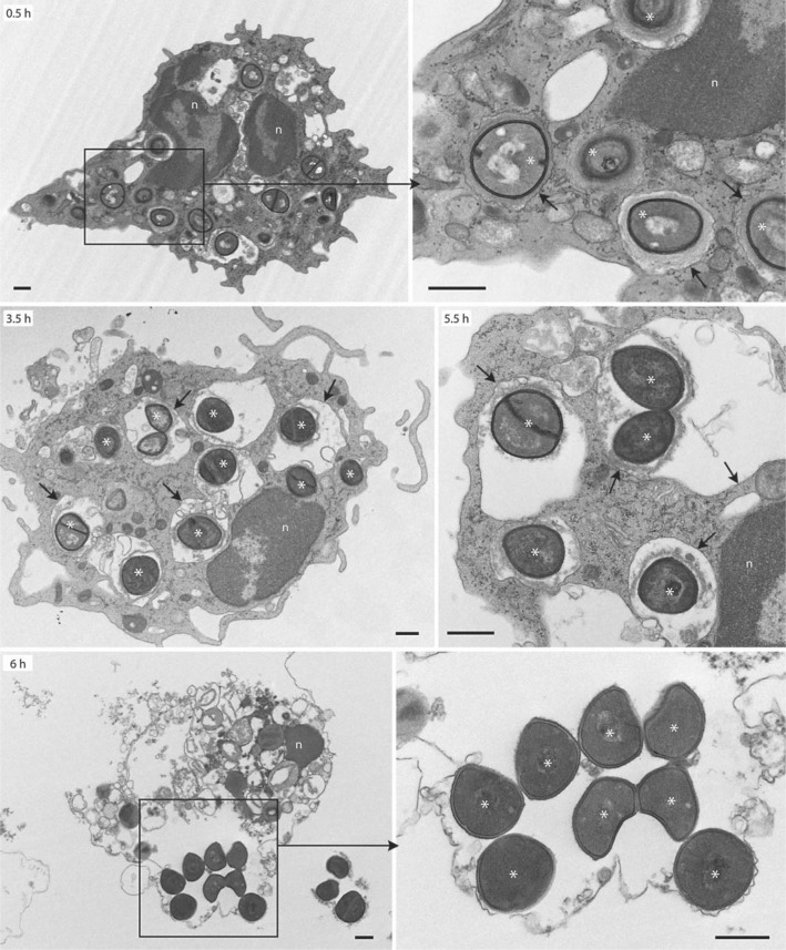 Fig. 7