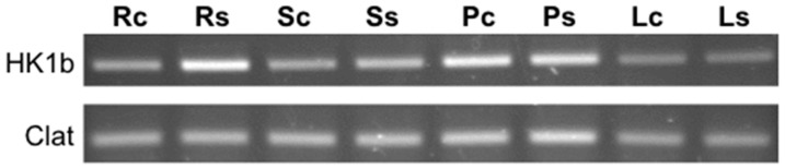 Figure 6