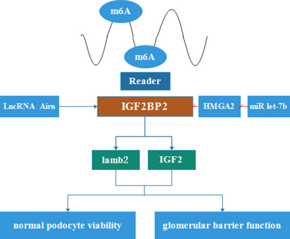 The role of IGF2BP2, an m6A reader gene, in human metabolic diseases ...