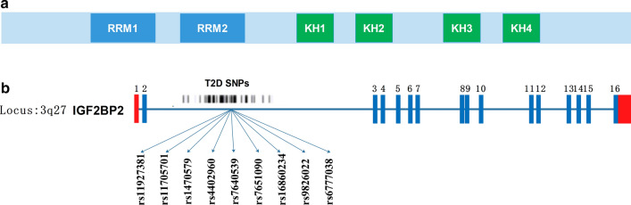 The role of IGF2BP2, an m6A reader gene, in human metabolic diseases ...