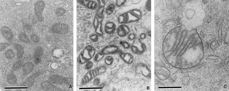 FIG. 6
