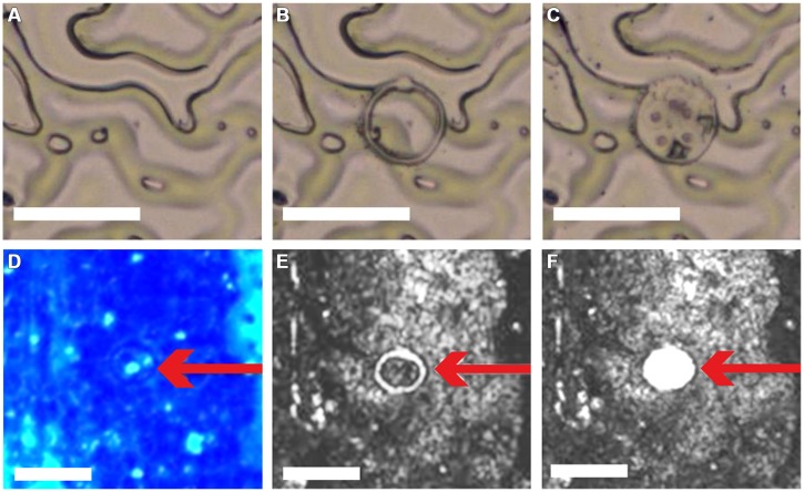 FIGURE 3