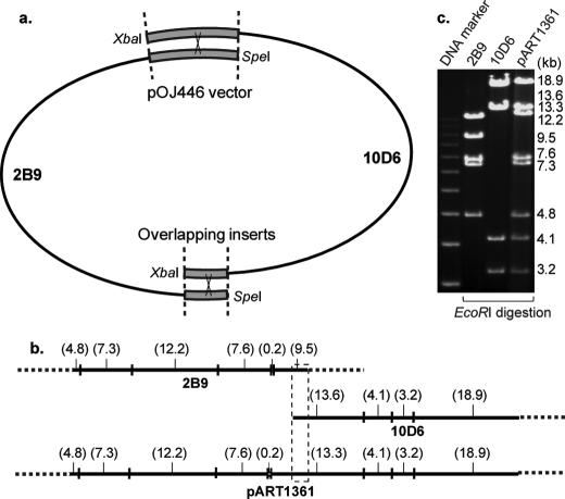 FIGURE 3.