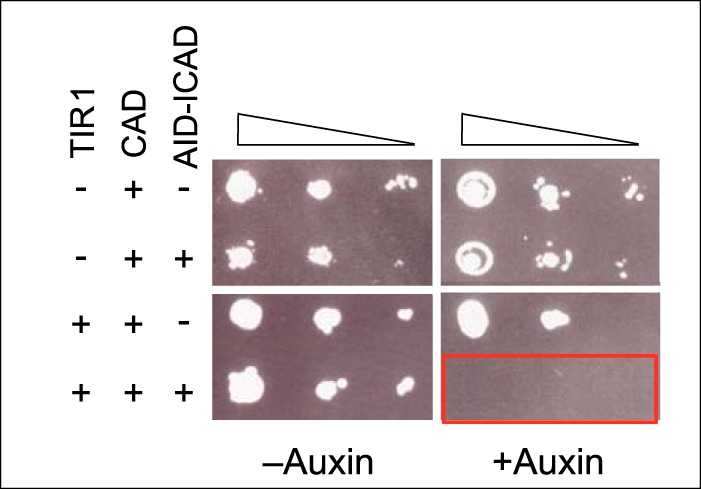 FIGURE 5.