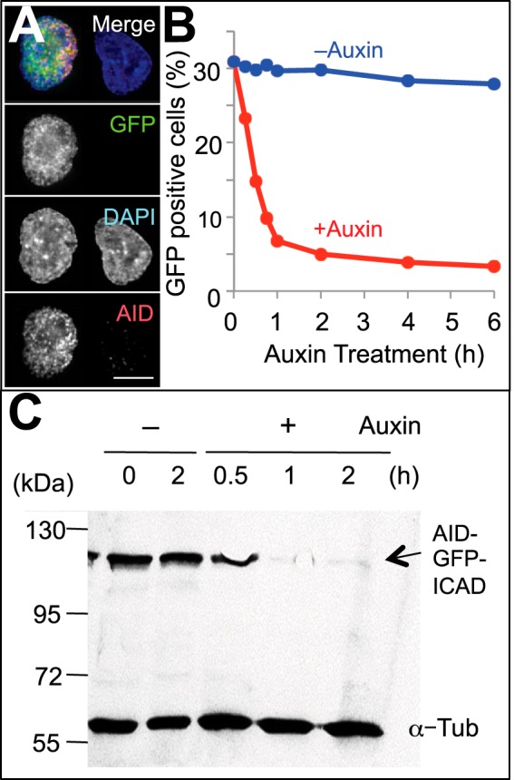 FIGURE 2.