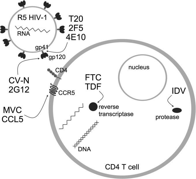 FIG 1