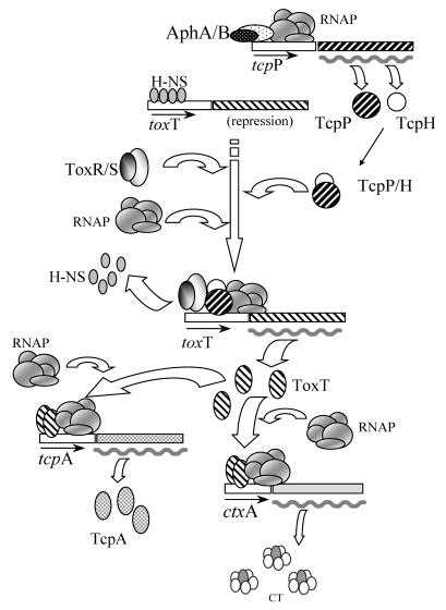 FIG. 1.