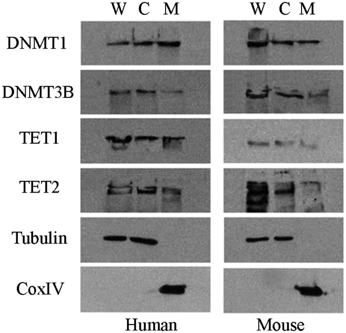 Figure 4.