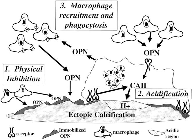 Figure 11.