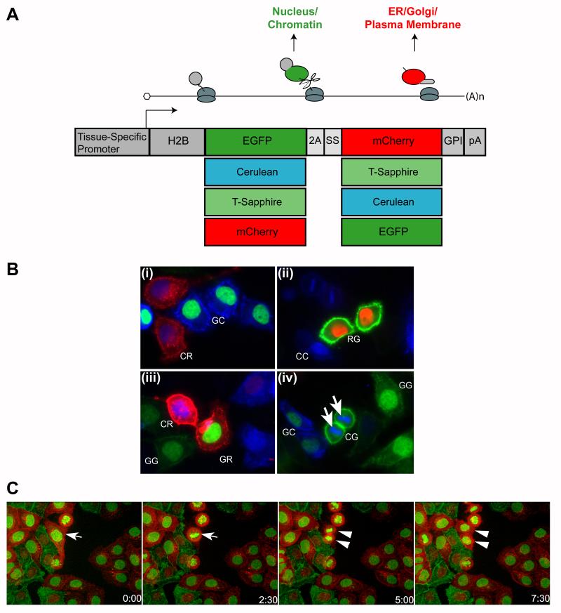 Fig. 1