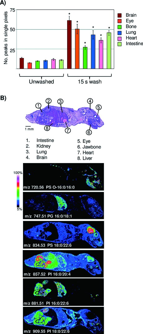 Fig. 1. Aqueous washing illustrated on a whole body mouse pup by MALDI TOF. (A) Comparison of peak number between unwashed and washed tissue. ∗=Student’s t test p-value <2.0×10−4. (B) Examples of images obtained across a whole body mouse pup, illustrating organ specific lipid expression in the negative ion mode. Figure reprint by permission, Angel et al.
Anal. Chem. 7(84): 1557–1564, 2012.