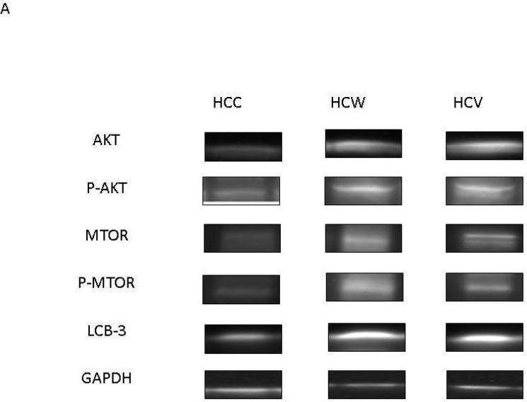 Figure 2[A-F]