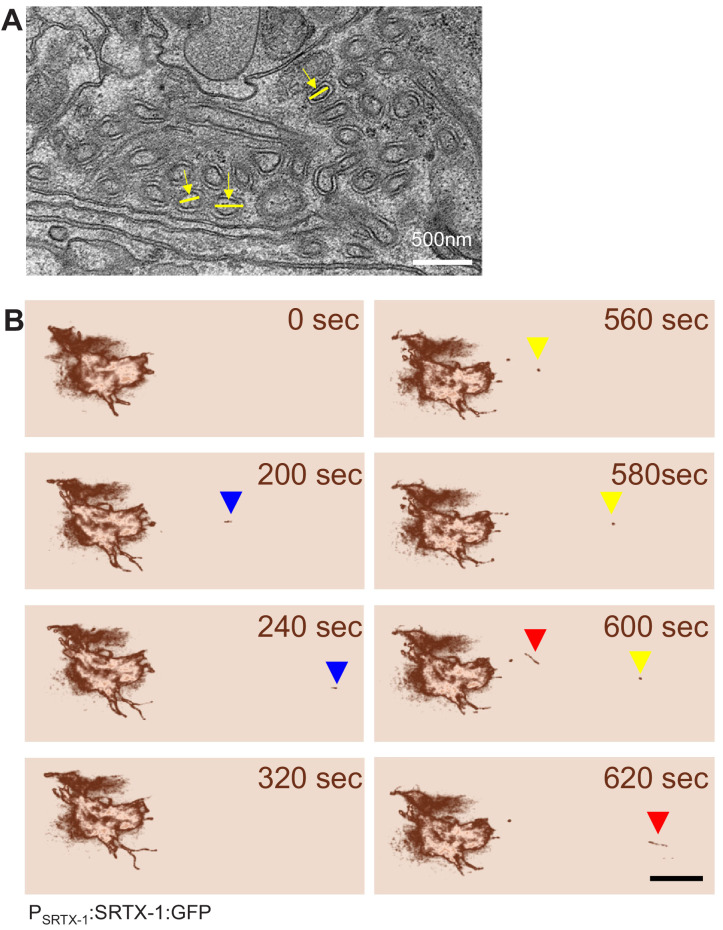 Figure 2—figure supplement 1.