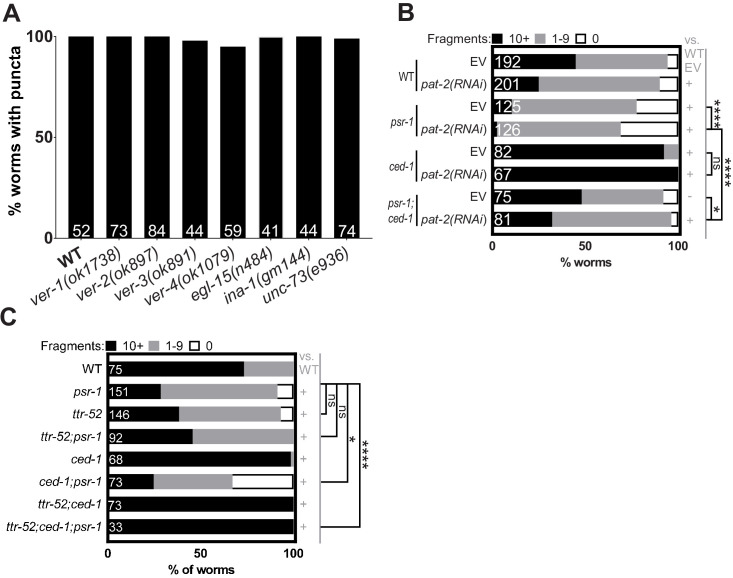 Figure 4—figure supplement 1.