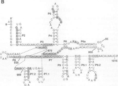 graphic file with name pnas01074-0135-c.jpg