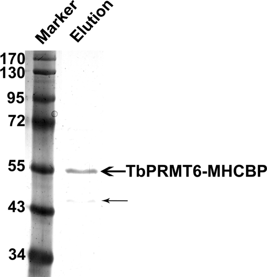 Fig. 8.