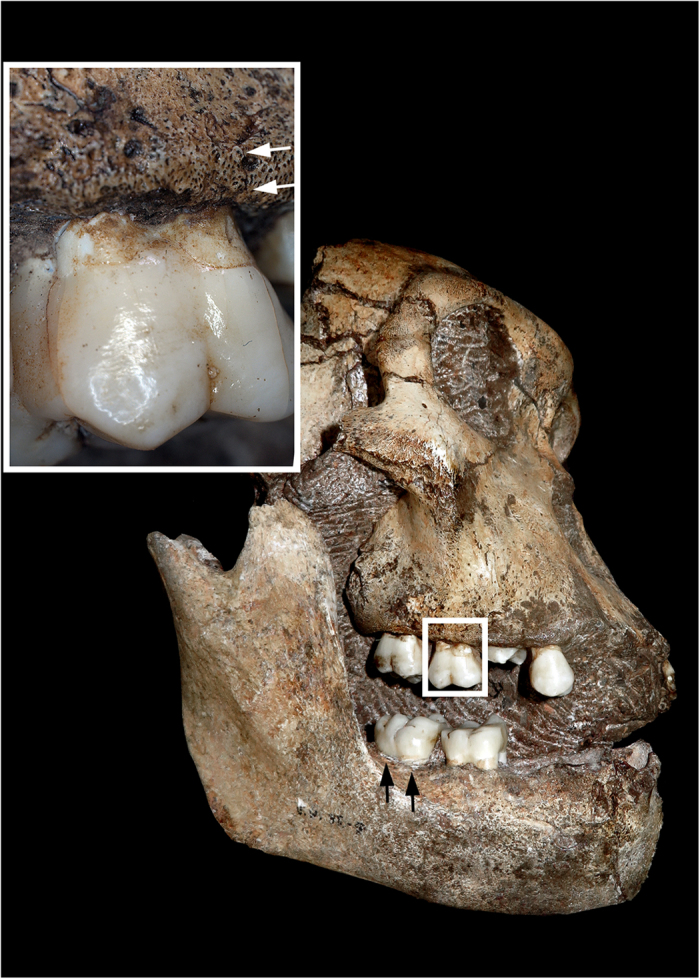 Figure 5