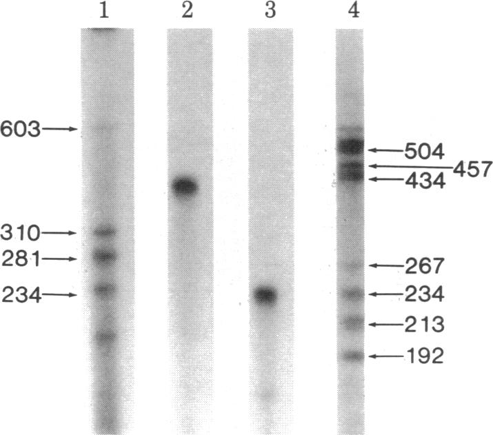 graphic file with name pnas00653-0245-a.jpg