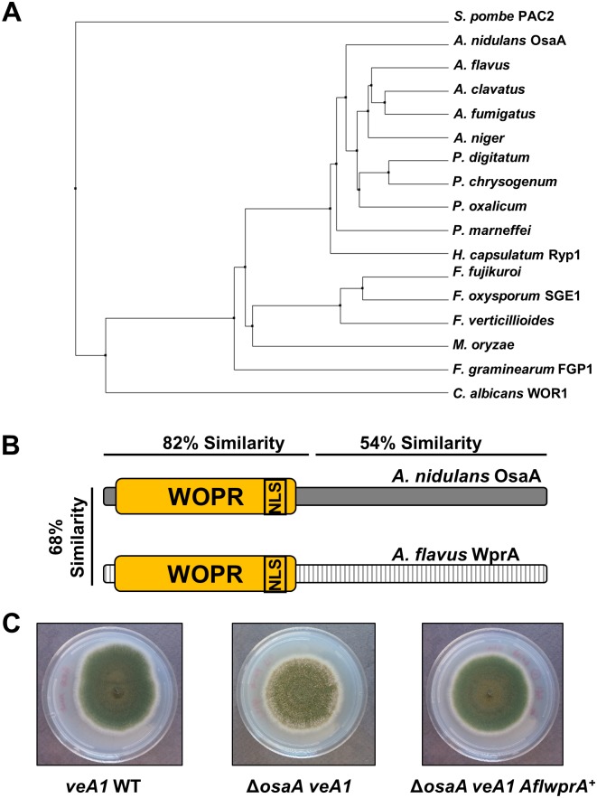 Fig 6