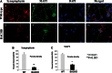 Figure 12.