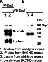 Figure 4.