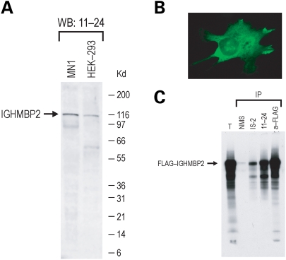 Figure 1.