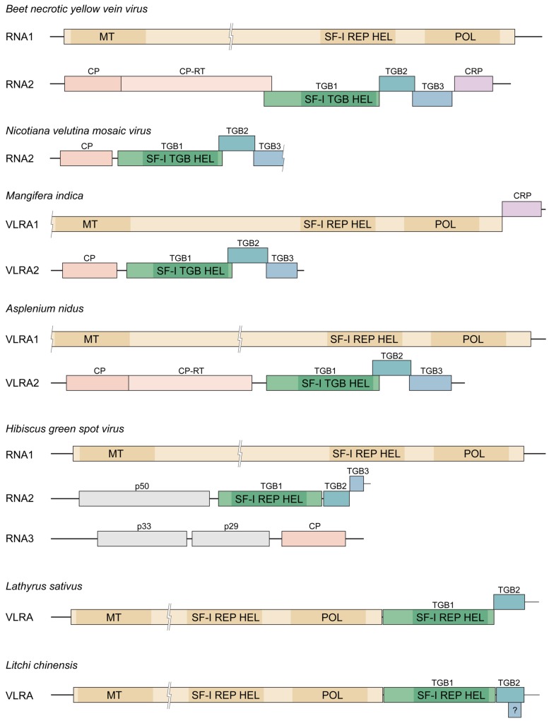 FIGURE 1