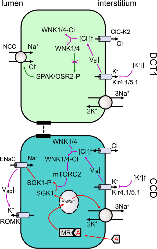 Fig. 2
