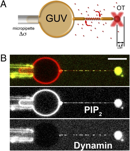 Fig. 1.