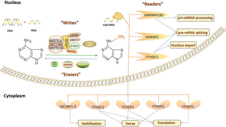 FIGURE 1