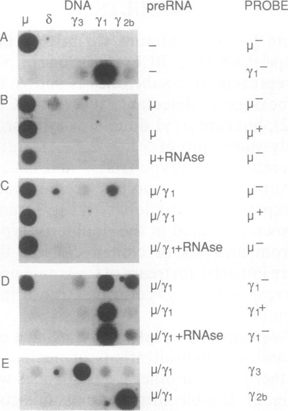 graphic file with name pnas01078-0096-a.jpg