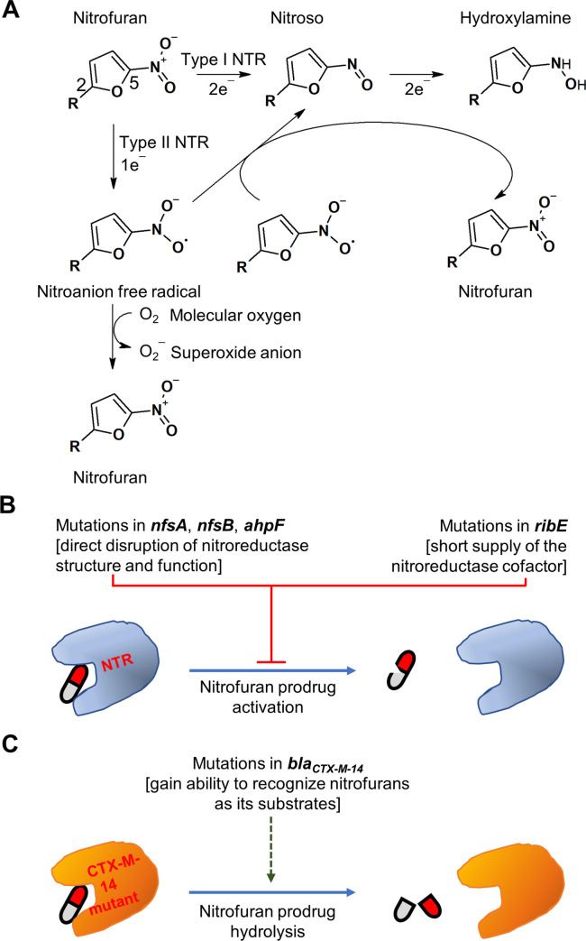 Nitrofurans: Revival of an “old” drug class in the fight against ...